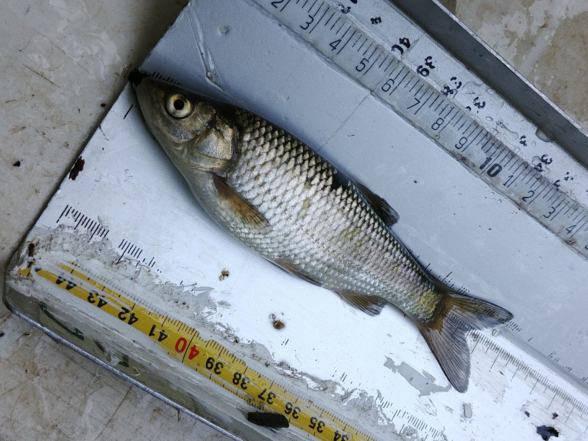 Squalius squalus (Bonaparte, 1837)